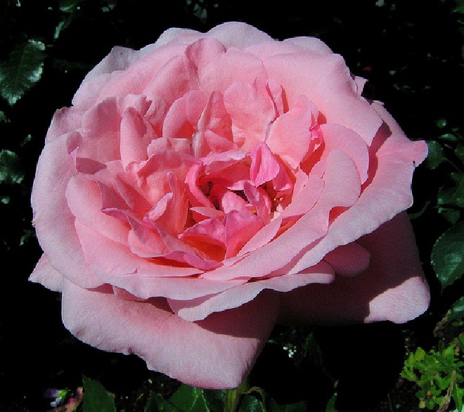 Rosa 'Queen Elizabeth' (Struikroos) Grootbloemige Trosroos