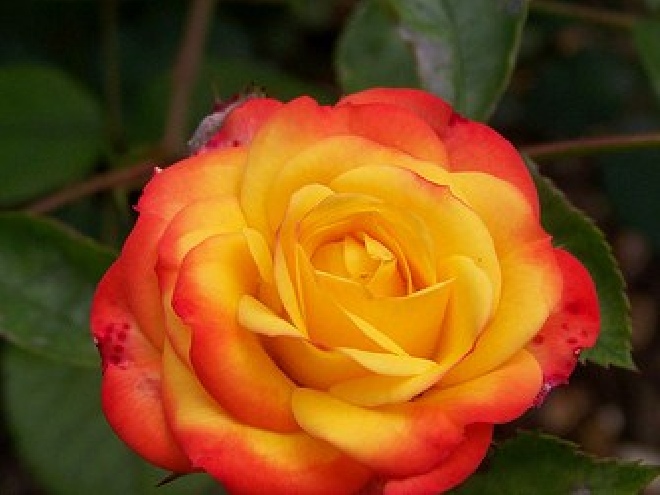 Rosa 'Rumba' (Struikroos) 