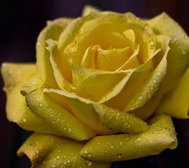 Rosa 'Arthur Bell' (Struikroos) 
