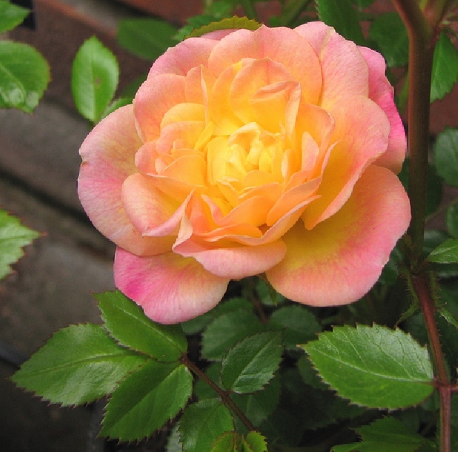 Rosa 'Jacsego' (Dolly Dot)  Gele Bodembedekkende Roos