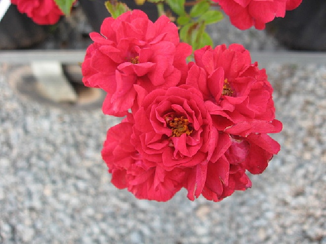 Rosa 'Harward' (Fairy Dance) (Bodembedekkende roos) 
