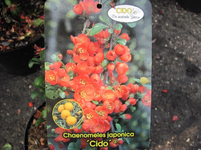 Chaenomeles japonica 'Cido' De Noordse Citroen
