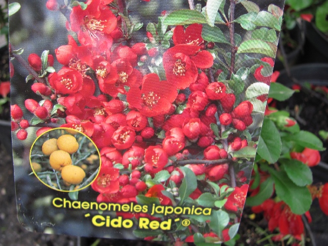 Chaenomeles japonica 'Cido Red' De Noordse Citroen