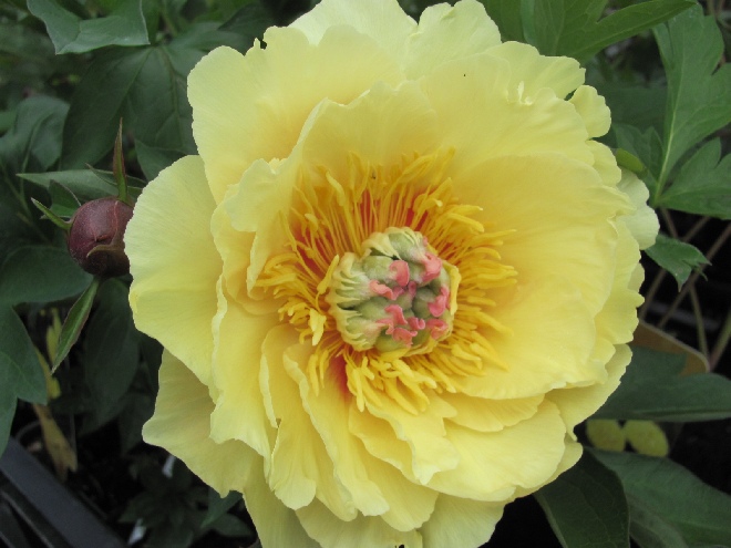 Paeonia 'Yellow Crown' Pioen