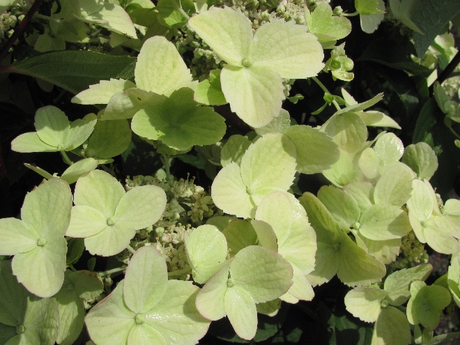 Hydrangea paniculata 'Wim's Red' Schapekophortensia, Pluimhortensia