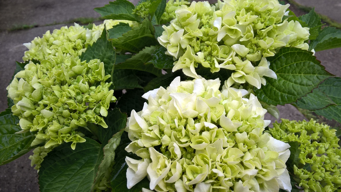 Hydrangea macrophylla 'Wudu' Hortensia