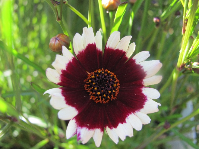 Coreopsis 'Jive' Meisjesogen
