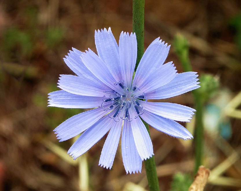 Cichorium intybus Cichorei