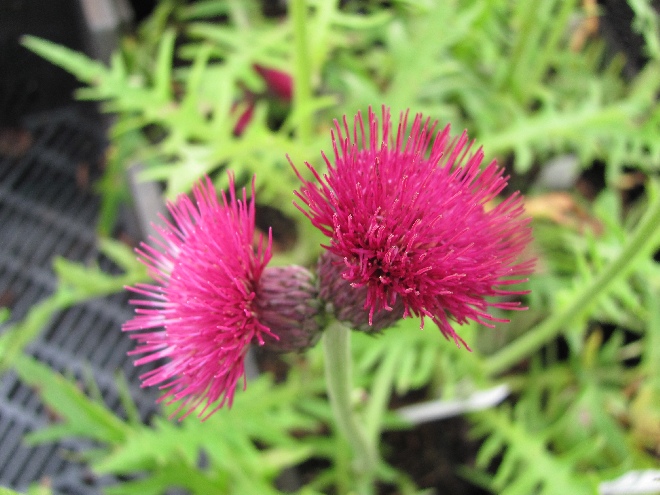 Cirsium rivulare 'Atropurpureum' Vederdistel