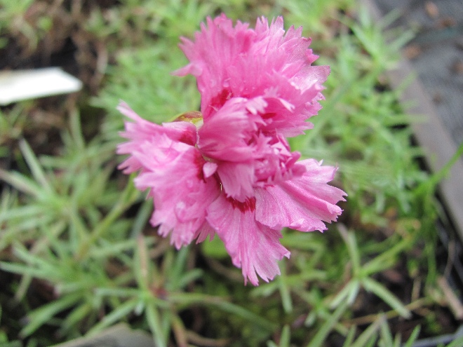 Dianthus 'Maggie' Anjer