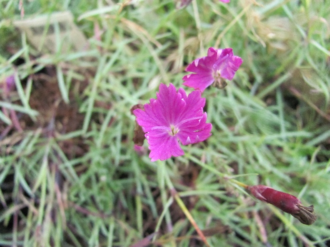 Dianthus gratianopolitanus 'Feuerhexe' Grasanjer