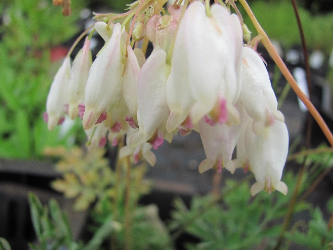Dicentra formosa 'Aurora' Gebroken hartje