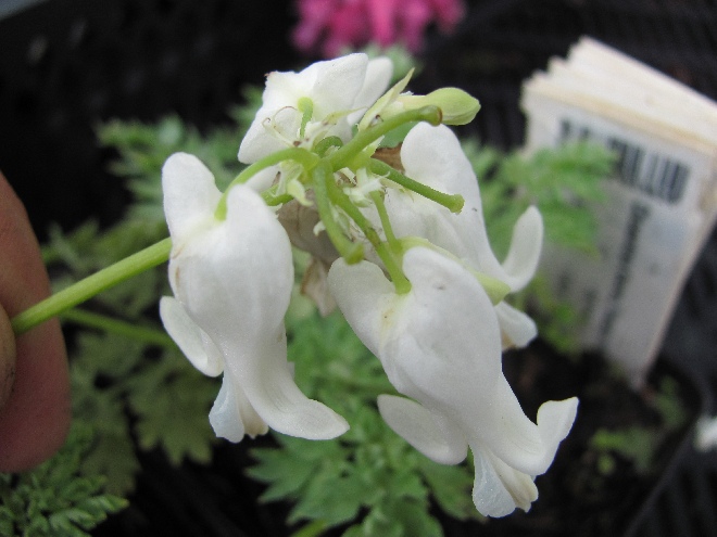 Dicentra 'Ivory Hearts'  Gebroken hartje