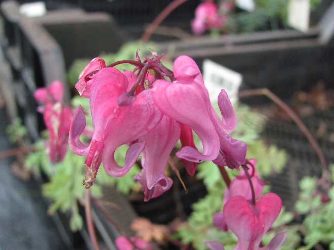 Dicentra 'Candy Hearts'  Gebroken hartje