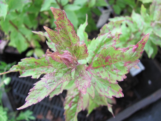 Eupatorium cannabinum Leverkruid