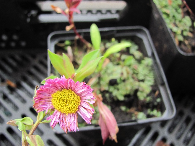 Erigeron 'Foersters Liebling' Fijnstraal