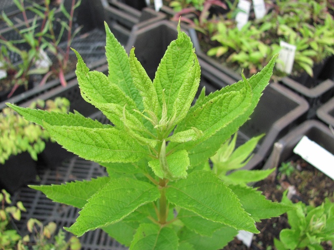 Eupatorium maculatum 'Album' Leverkruid