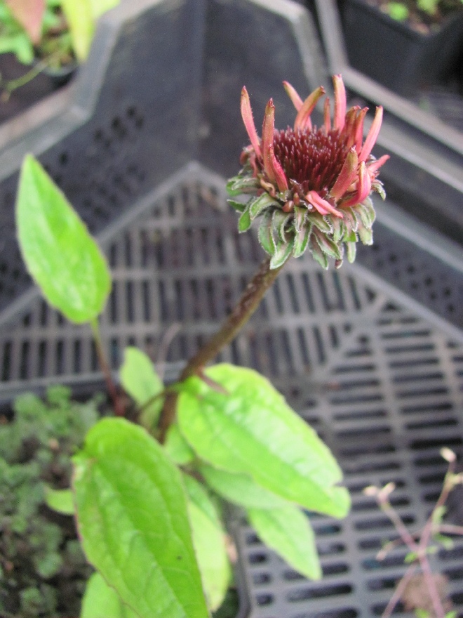 Echinacea purpurea 'Augustkönigin' Rode Zonnehoed
