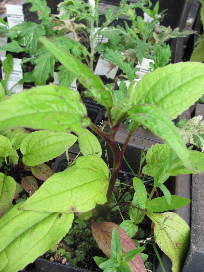 Echinacea purpurea 'Ruby Giant' Rode Zonnehoed
