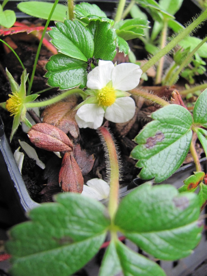 Fragaria chiloensis 'Chaval' Aardbei