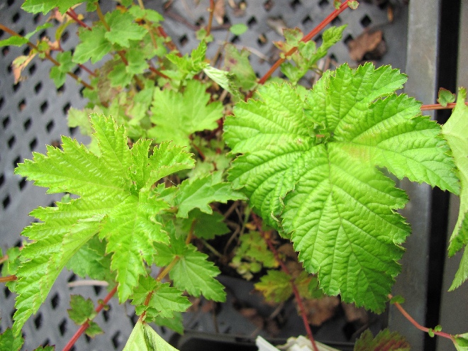 Filipendula 'Kahome' 