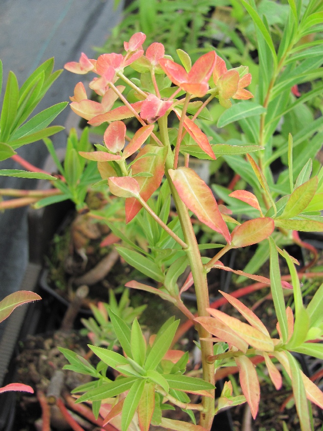 Euphorbia palustris 'Walenburg's Glorie' Moeraswolfsmelk