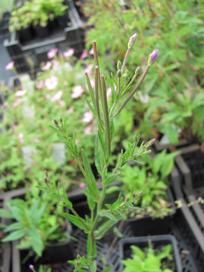 Echinacea purpurea 'Alaska' Witte zonnehoed
