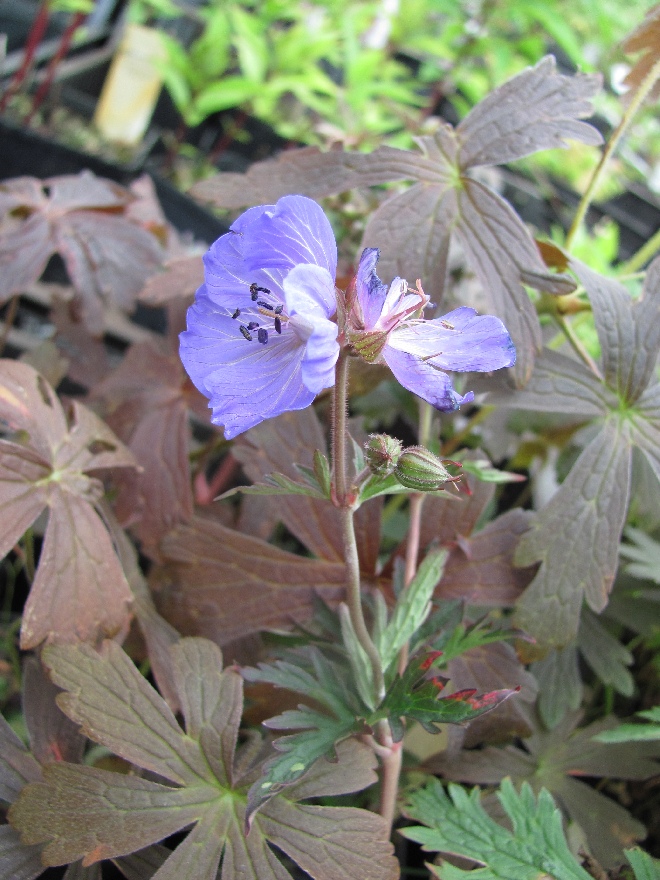 Geranium maculatum 'Espresso' Ooievaarsbek