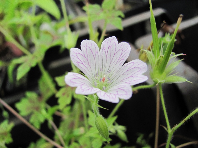 Geranium oxonianum 'Katherine Adele' Ooievaarsbek