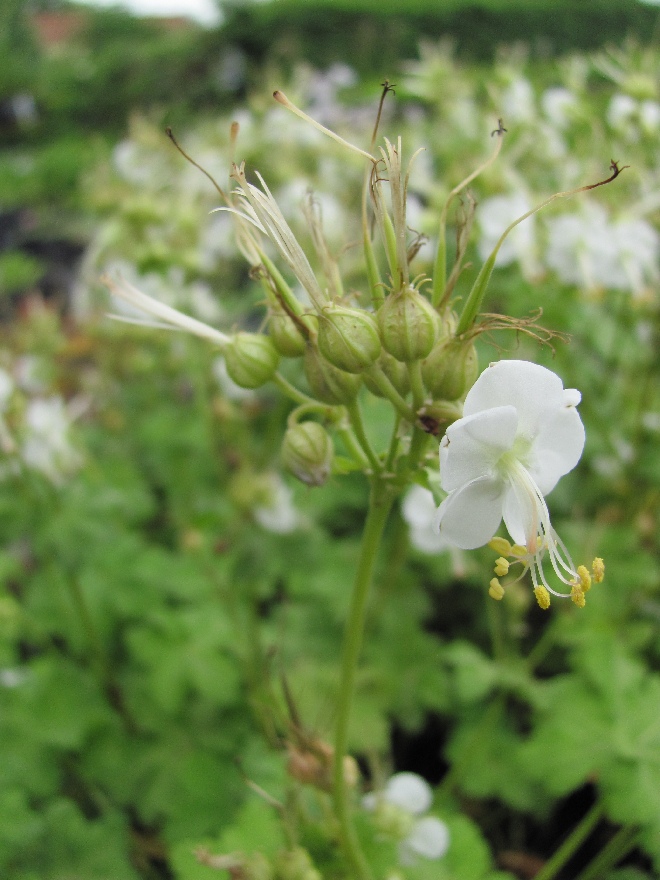 Geranium macrorrhizum 'White Ness' Ooievaarsbek