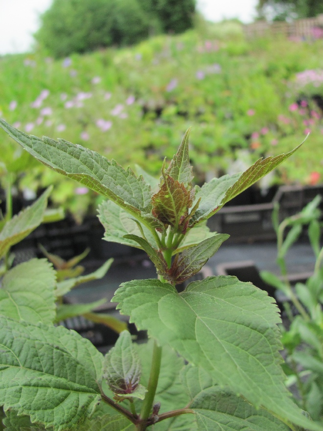 Eupatorium maculatum 'Riesenschirm' Leverkruid