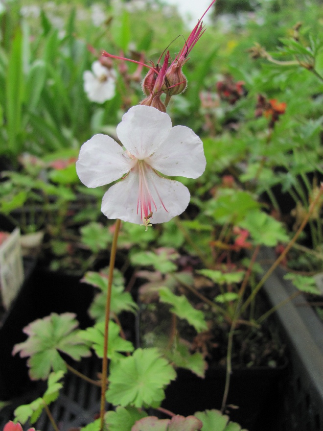 Geranium cantabrigiense 'St Ola' Zachtroze Ooievaarsbek