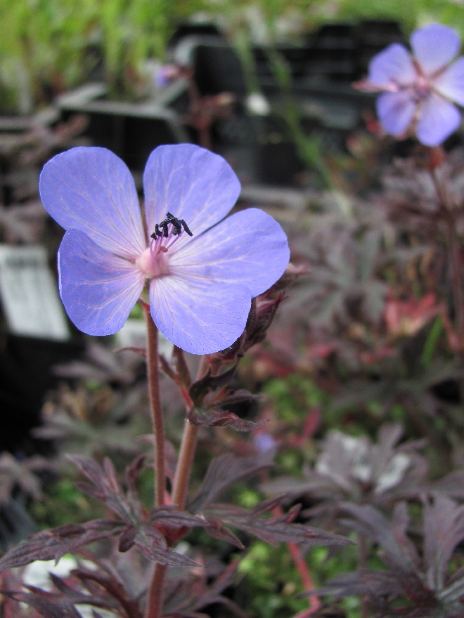 Geranium pratense 'Dark Reiter' Ooievaarsbek