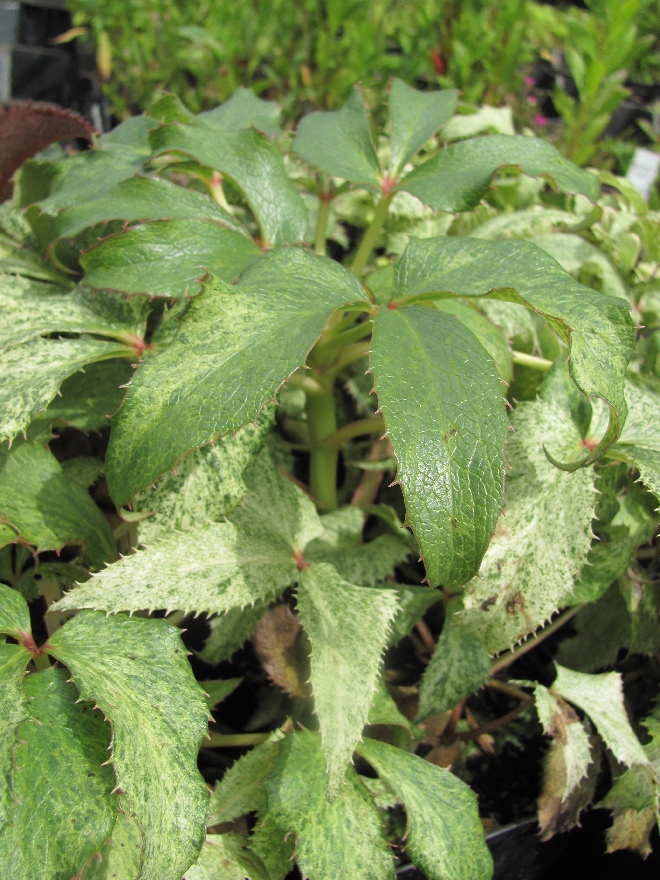 Helleborus argutifolius 'Silver Lace' Nieskruid