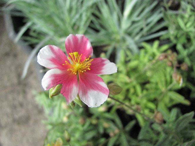 Helianthemum 'Raspberry Ripple' Zonneroosje