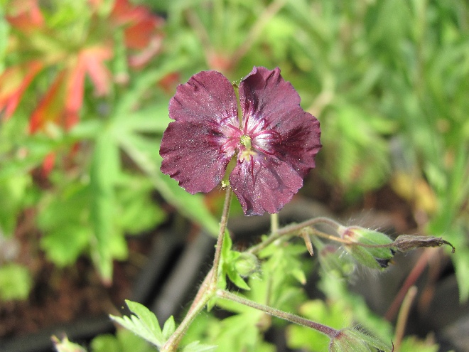 Geranium phaeum 'Mourning Widow' Donkere Ooievaarsbek