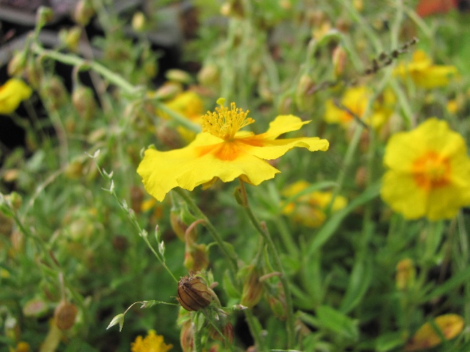 Helianthemum 'Sulphureum Plenum' Zonneroosje
