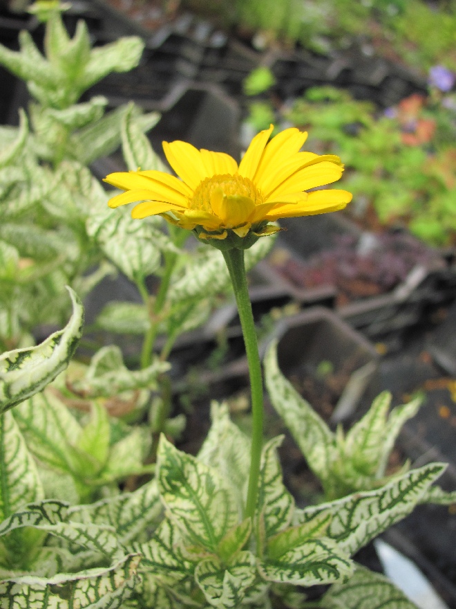 Heliopsis helianthoides 'Loraine Sunshine' ® Bontbladige Zonneoog