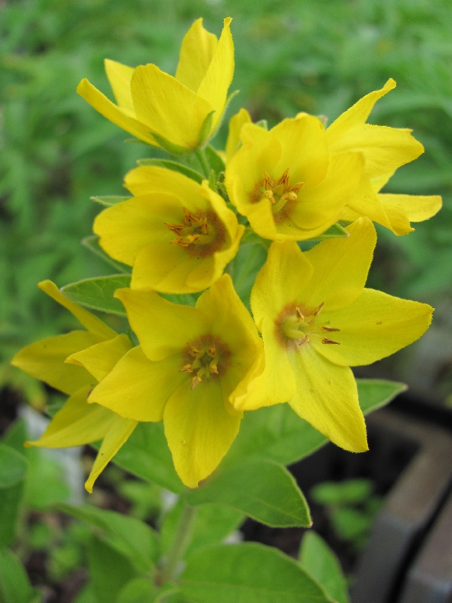 Lysimachia punctata 'Hometown Hero' Puntwederik