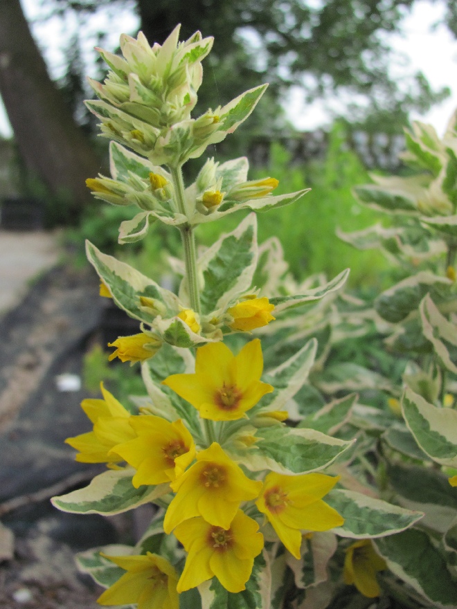 Lysimachia punctata 'Alexander' Puntwederik, Bont Moeras