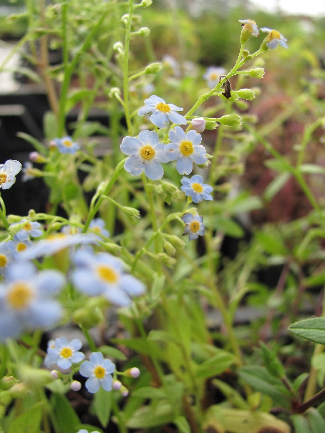 Myosotis scorpioides (syn. Myosotis palustris) Moeras vergeet-mij-nietje