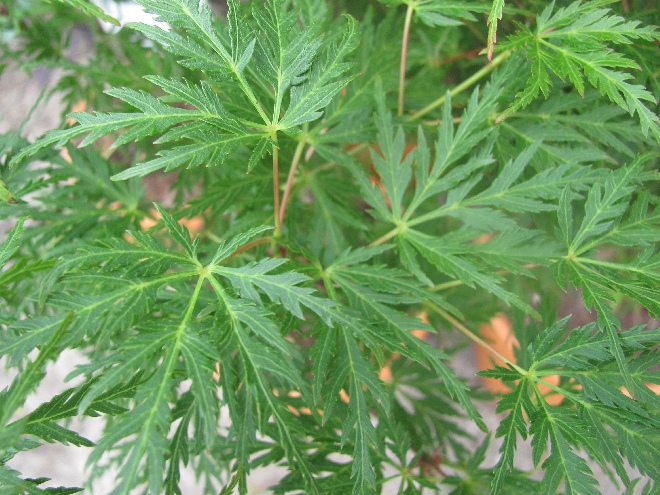 Acer palmatum 'Seiryû' Japanse Esdoorn
