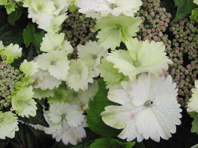 Hydrangea macrophylla 'Koria' Hortensia