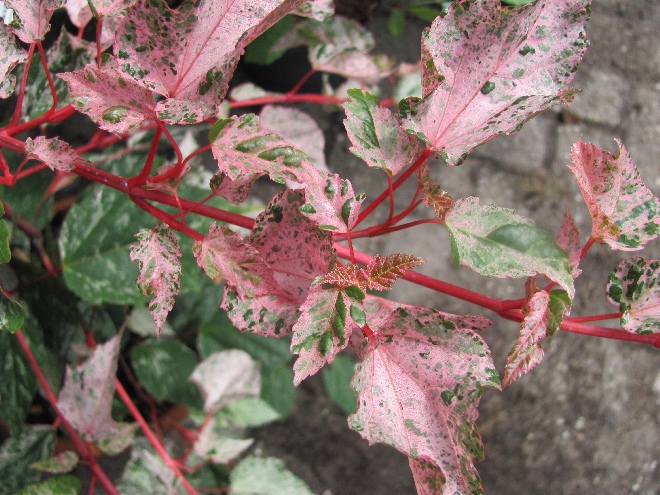Acer conspicuum 'Red Flamingo' Japanse Esdoorn