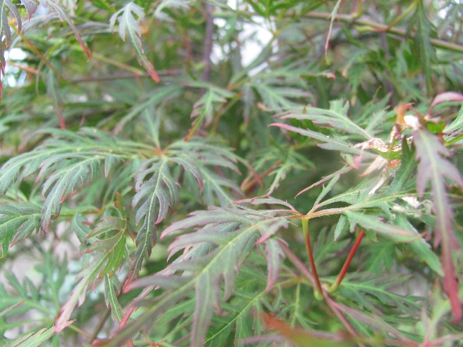 Acer palmatum 'Orangeola' Japanse Esdoorn