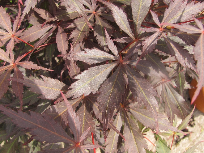 Acer palmatum 'Sumi-nagashi' Japanse Esdoorn