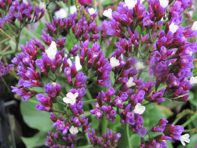 Limonium 'Zalimsal' (Salt Lake) Paarswitte Lamsoor, Statice