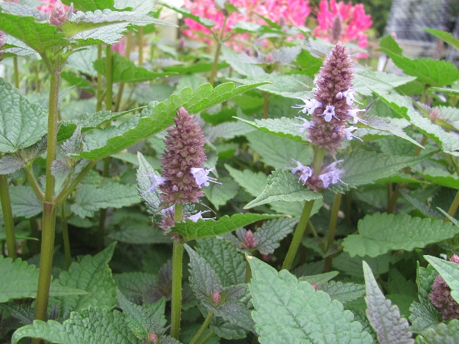 Agastache 'Purple Candle' Dropplant
