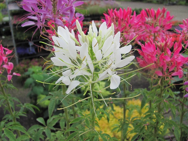 Cleome 'DCLEO2' (Clio Magenta) Kattesnor