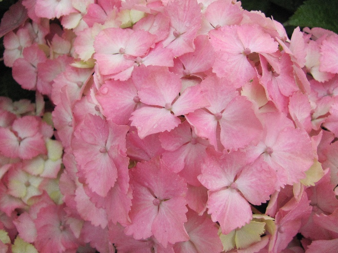 Hydrangea macrophylla 'Hortmahar' (Magical Harmony) Magical Hortensia